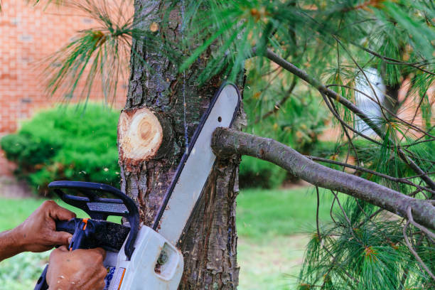 Reliable Cherokee, OK Tree Service Solutions